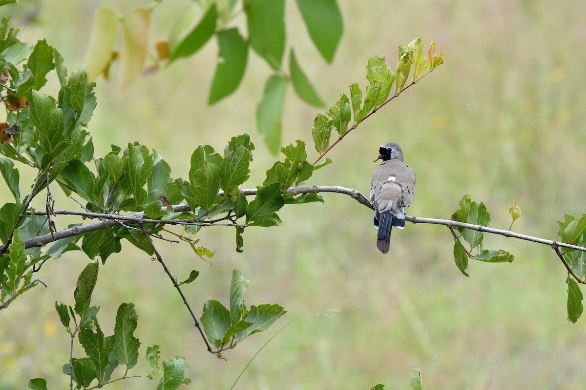 Namaqua Dove - ML419328581