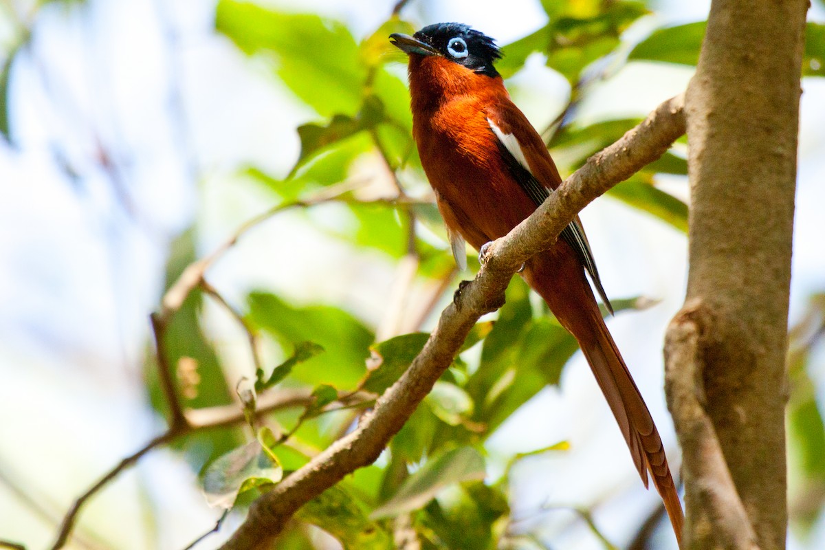 Malagasy Paradise-Flycatcher (Malagasy) - ML419329461