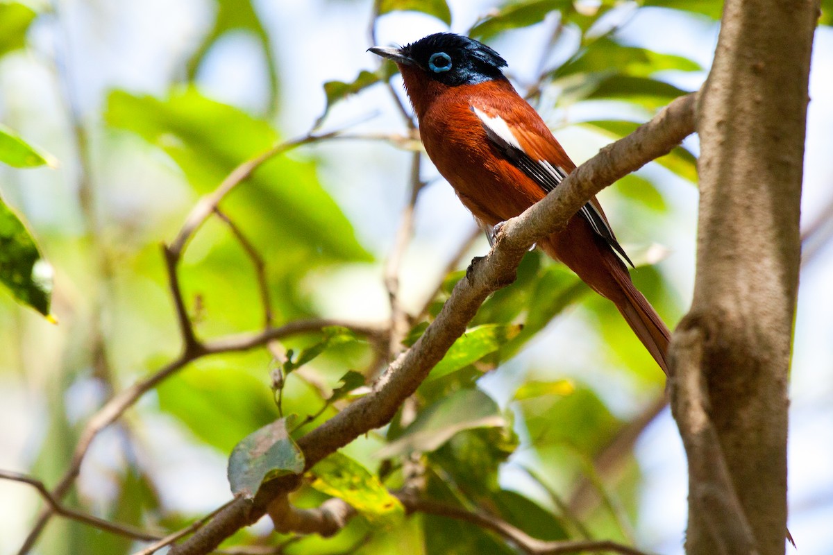 Malagasy Paradise-Flycatcher (Malagasy) - ML419329581