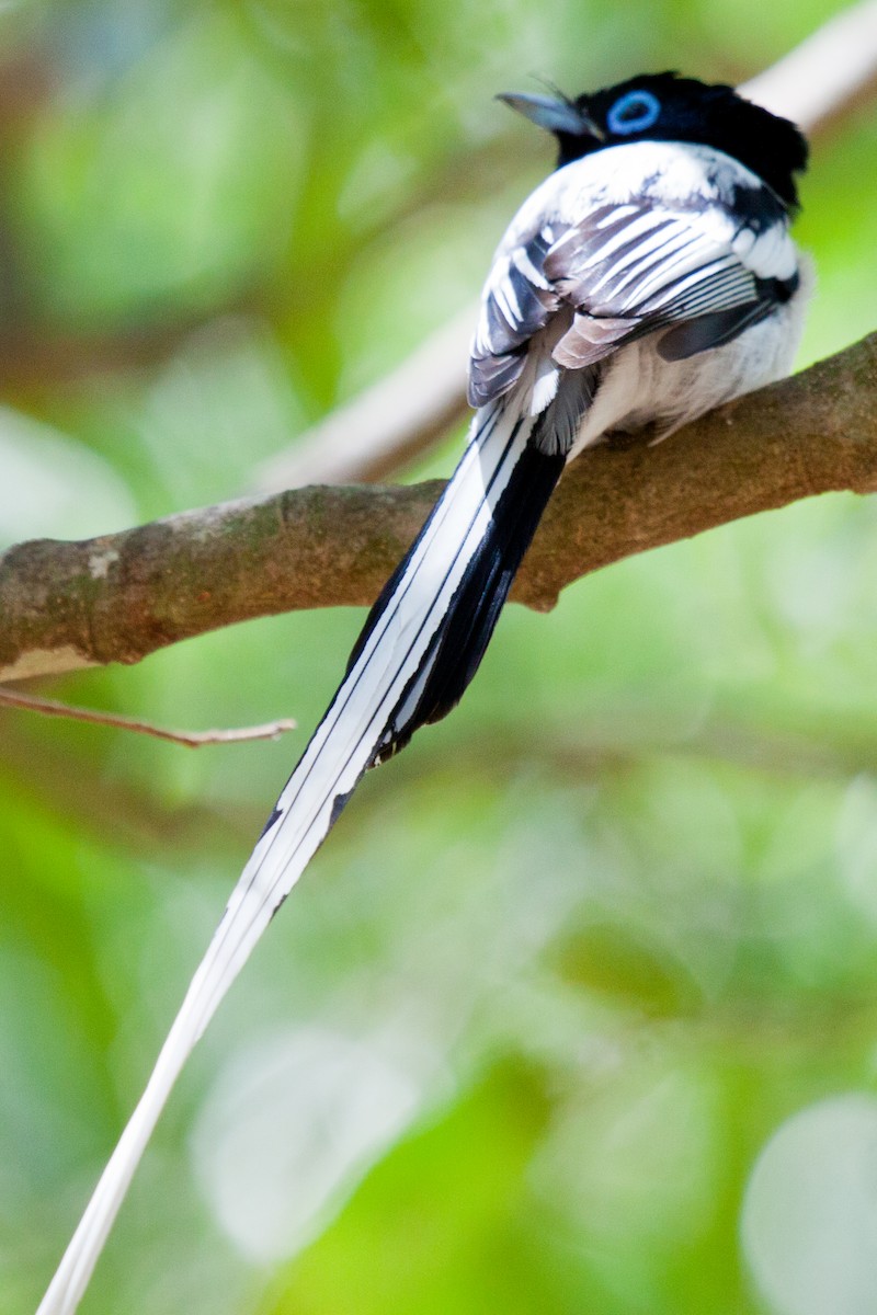 Malagasy Paradise-Flycatcher (Malagasy) - ML419330171