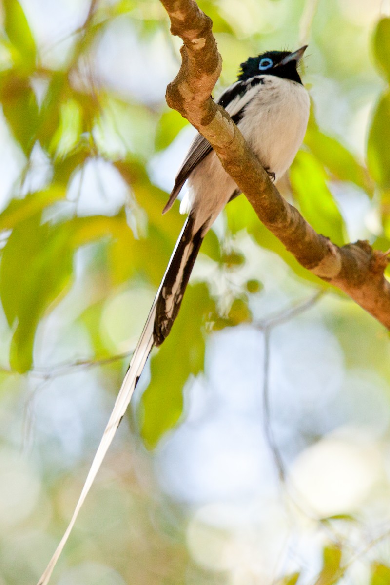 Malagasy Paradise-Flycatcher (Malagasy) - ML419330471