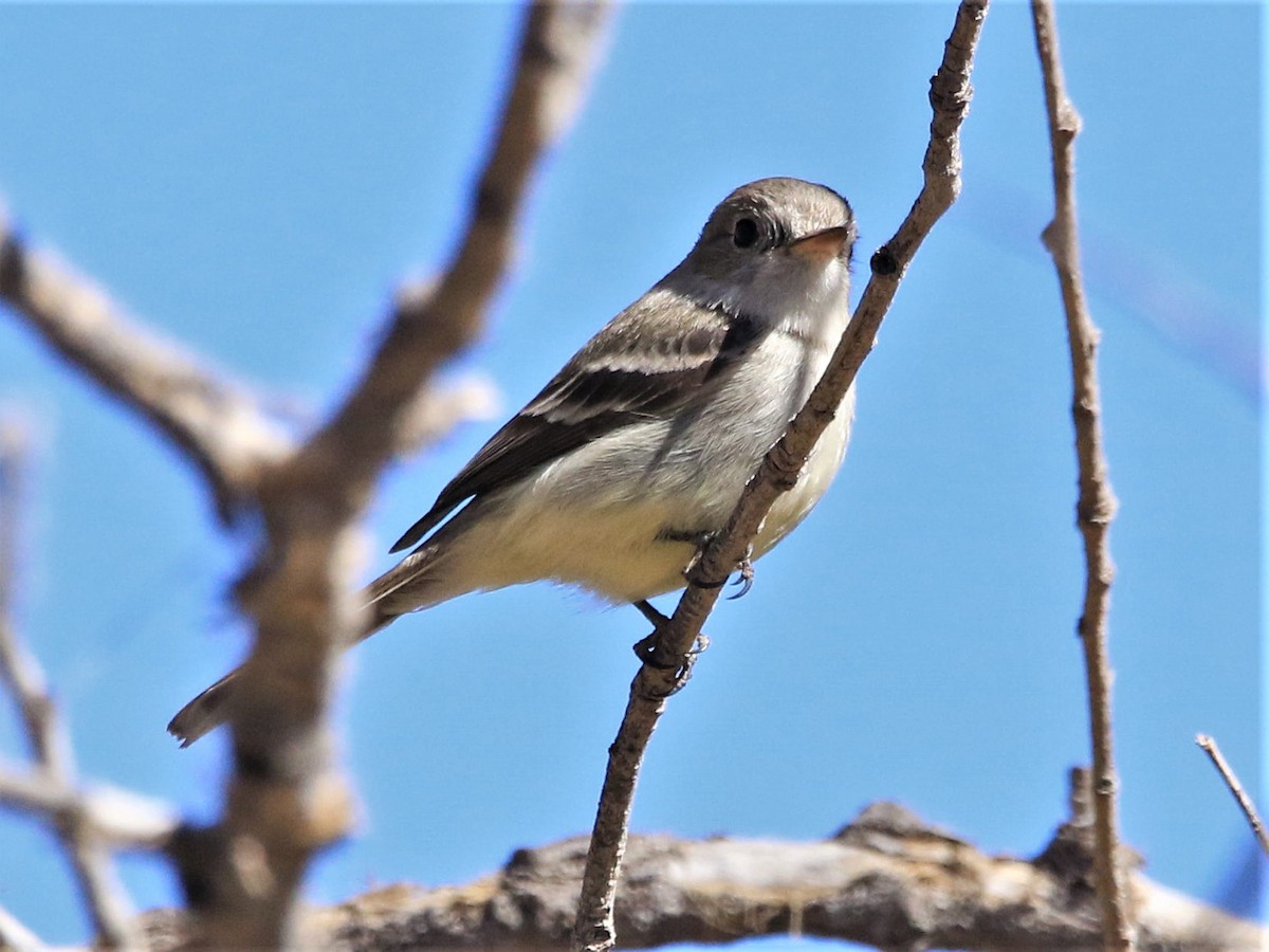 Gray Flycatcher - ML419330581