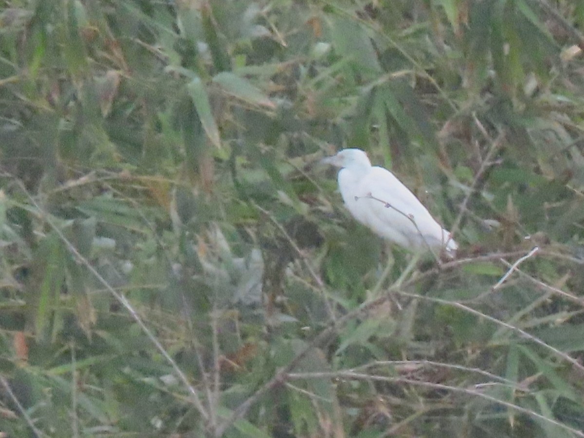 Little Blue Heron - Manuel Pérez R.