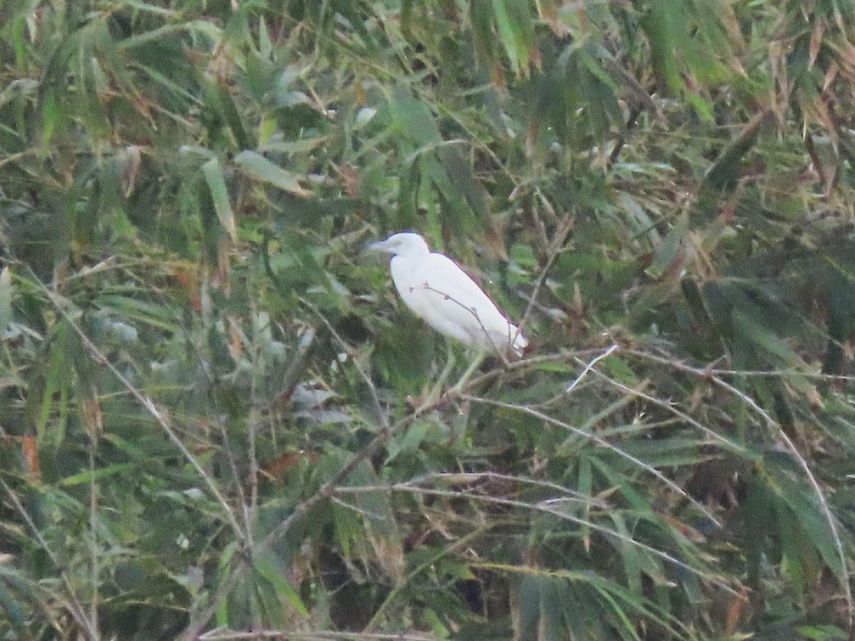 Little Blue Heron - Manuel Pérez R.