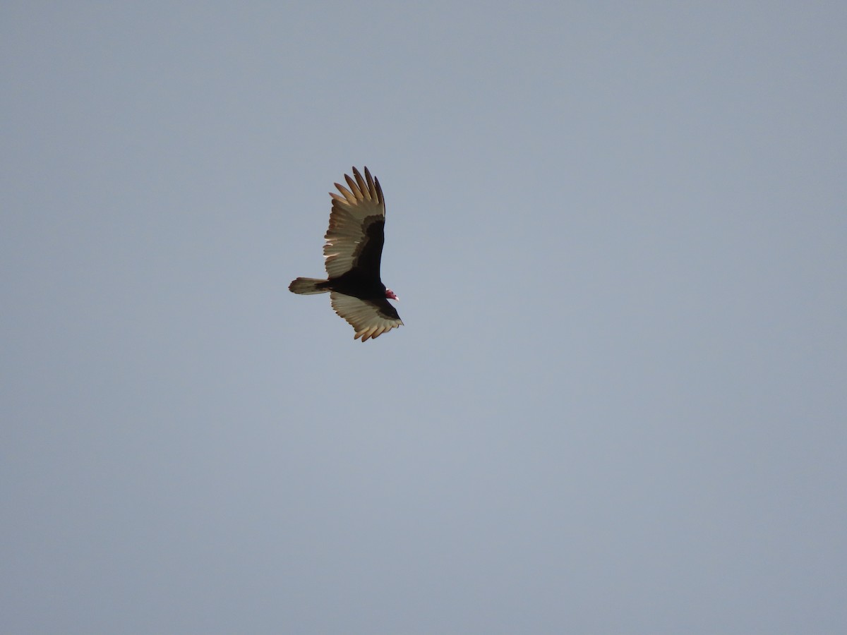 Turkey Vulture - ML419333581