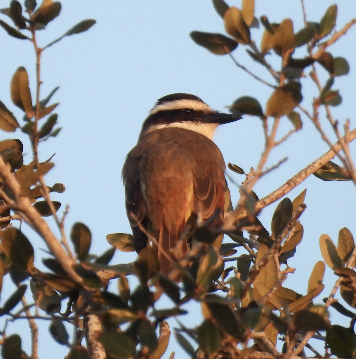 Great Kiskadee - Van Remsen