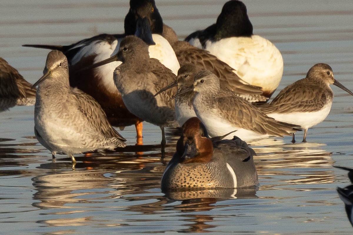 Dunlin - ML419336451