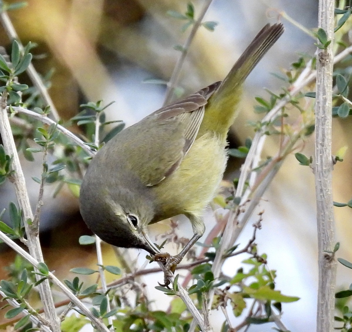 Orange-crowned Warbler - ML419336661