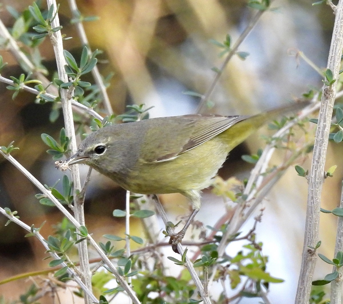 Orange-crowned Warbler - ML419336711