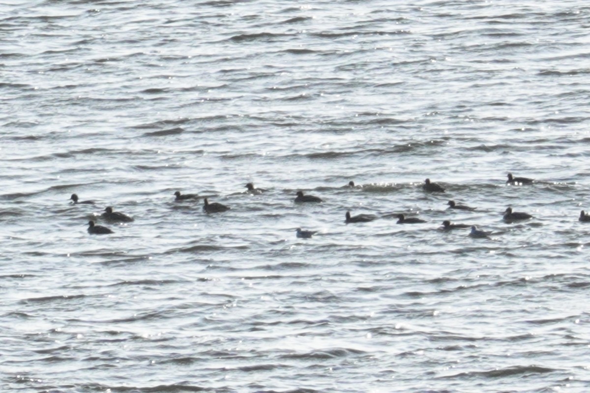 Red-breasted Merganser - ML419336951