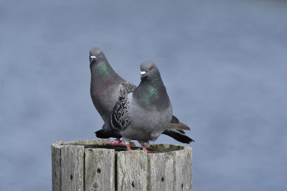 Rock Pigeon (Feral Pigeon) - ML419337581