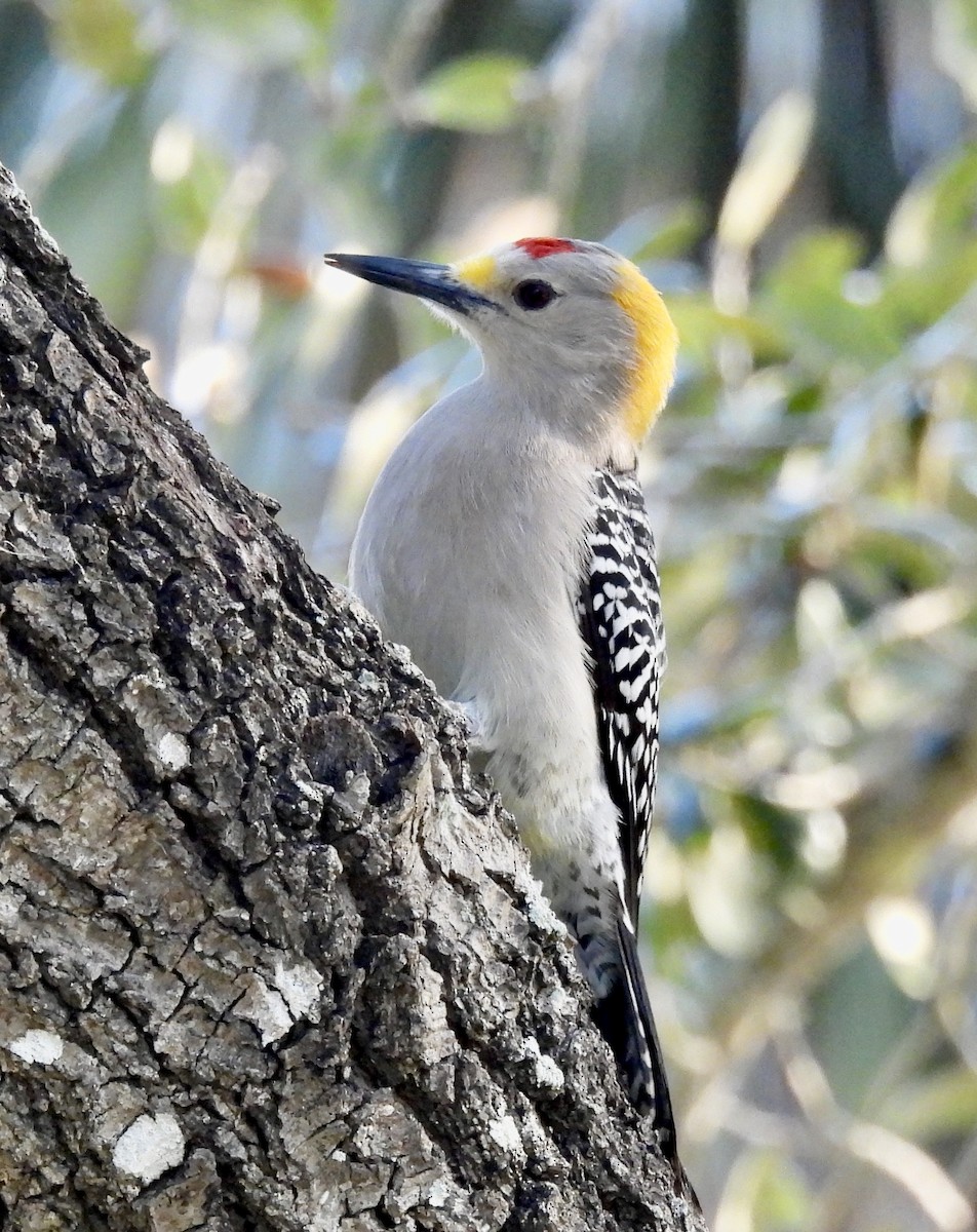 Golden-fronted Woodpecker - Van Remsen
