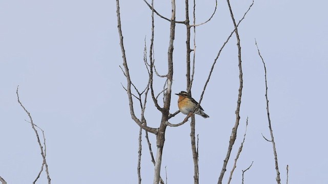 Varied Thrush - ML419339711