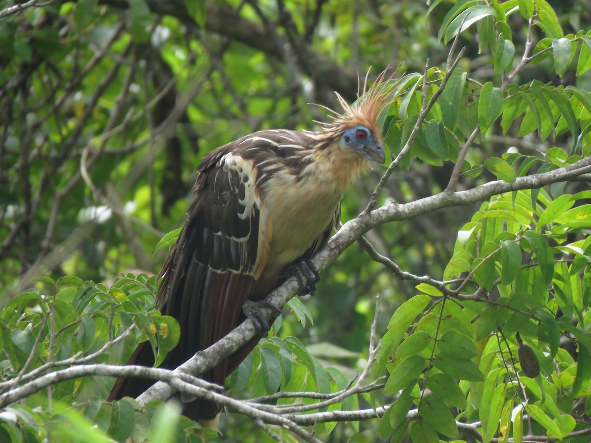 Hoatzin - ML419342231