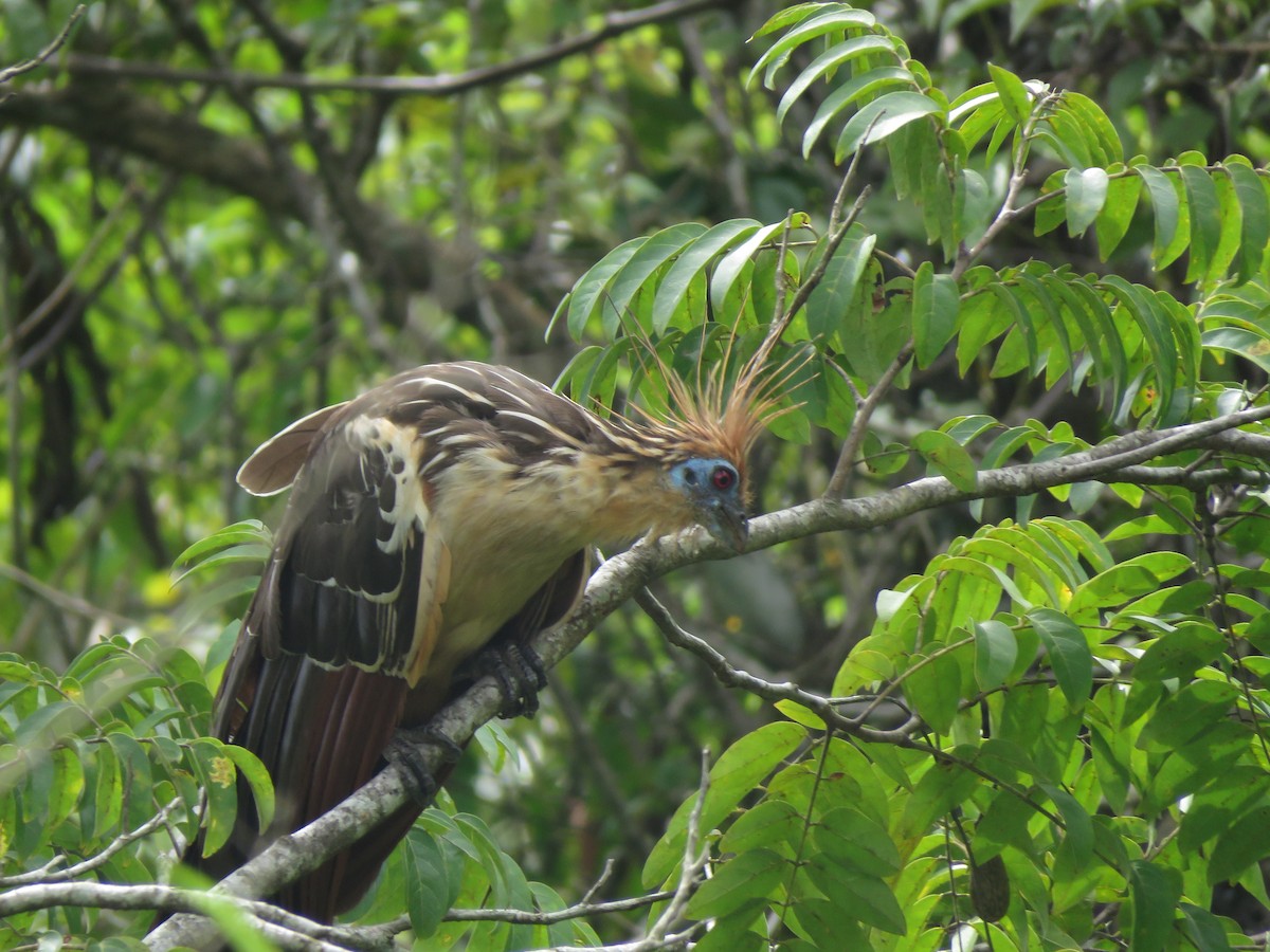 Hoatzin - ML419342251