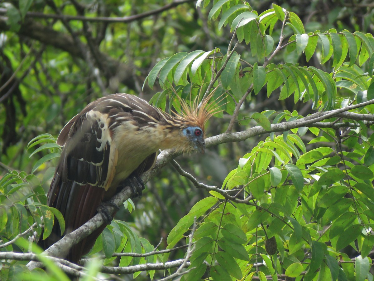 Hoatzin - ML419342271