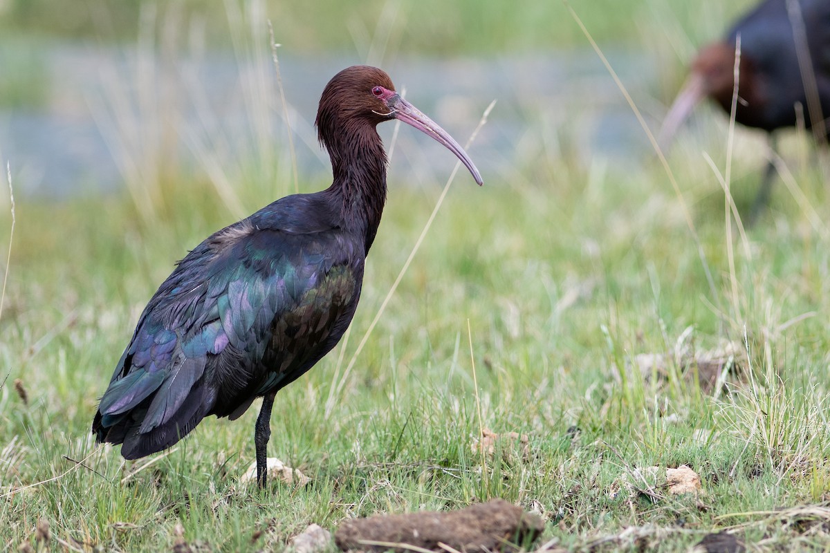 Puna Ibis - Brandon Nidiffer