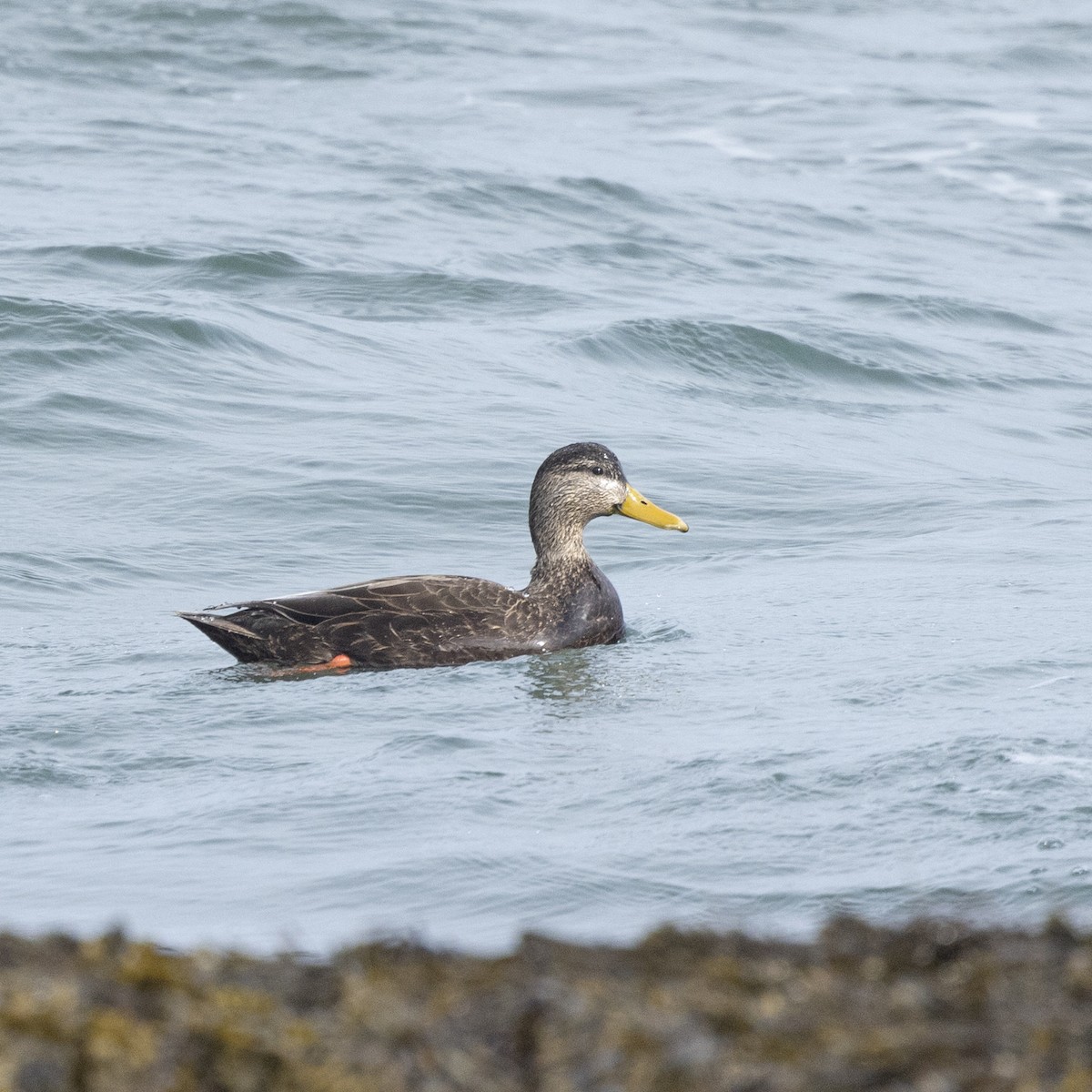 American Black Duck - ML419343361