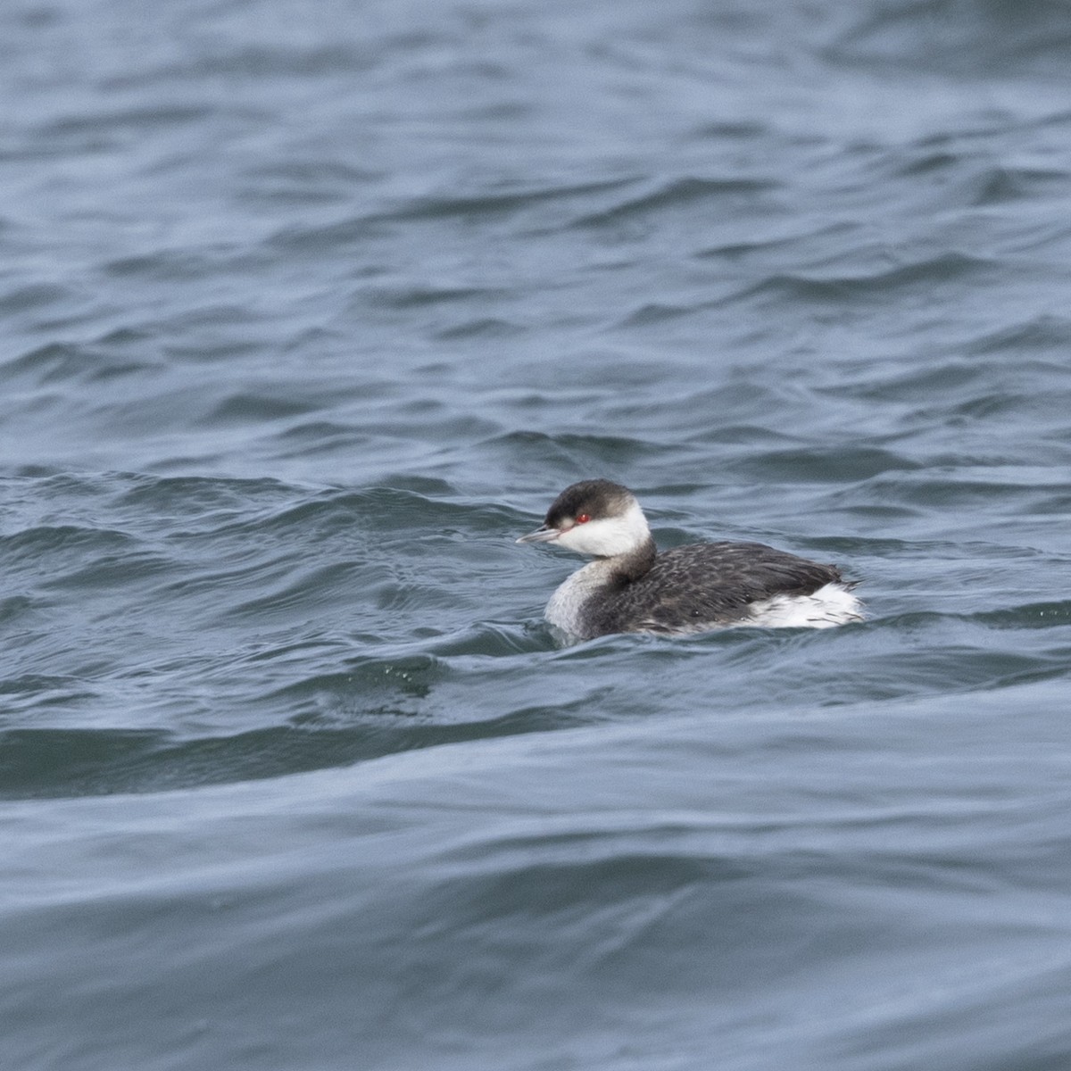 Horned Grebe - ML419343401