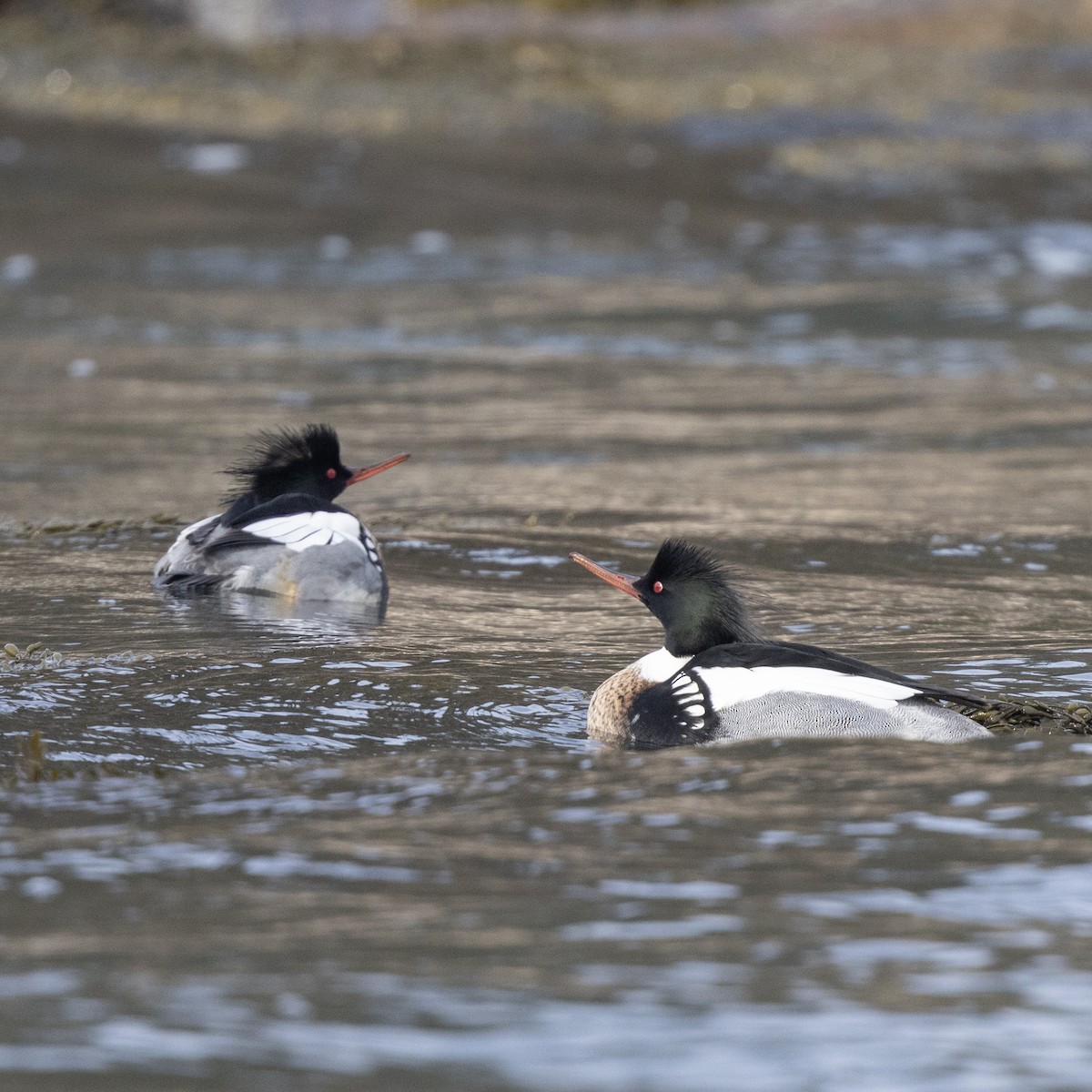 Red-breasted Merganser - ML419343431