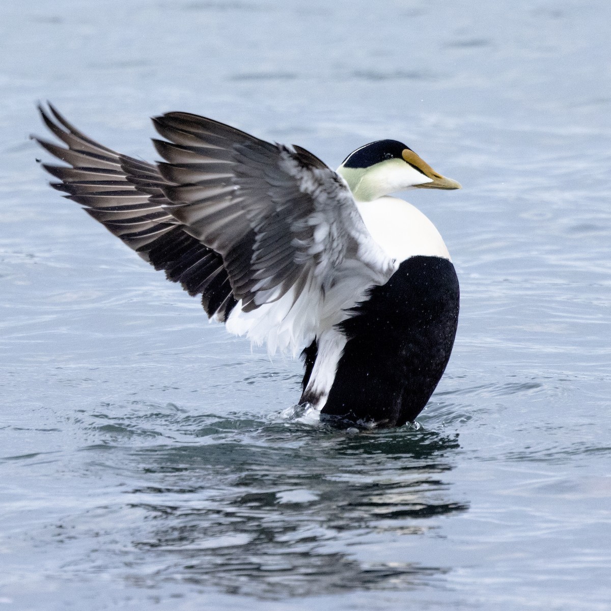 Common Eider - Seymore Gulls