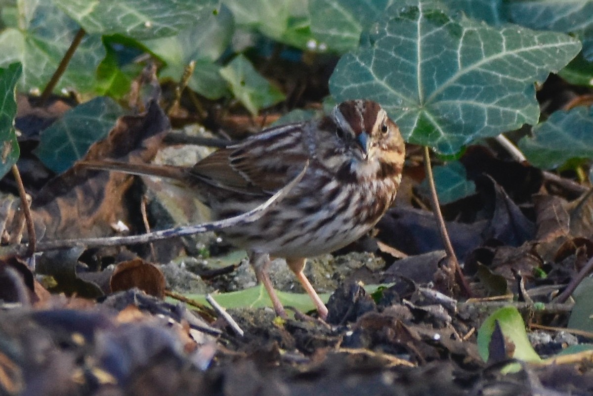 Song Sparrow - ML419344041