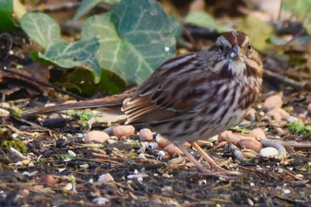 Song Sparrow - ML419344061