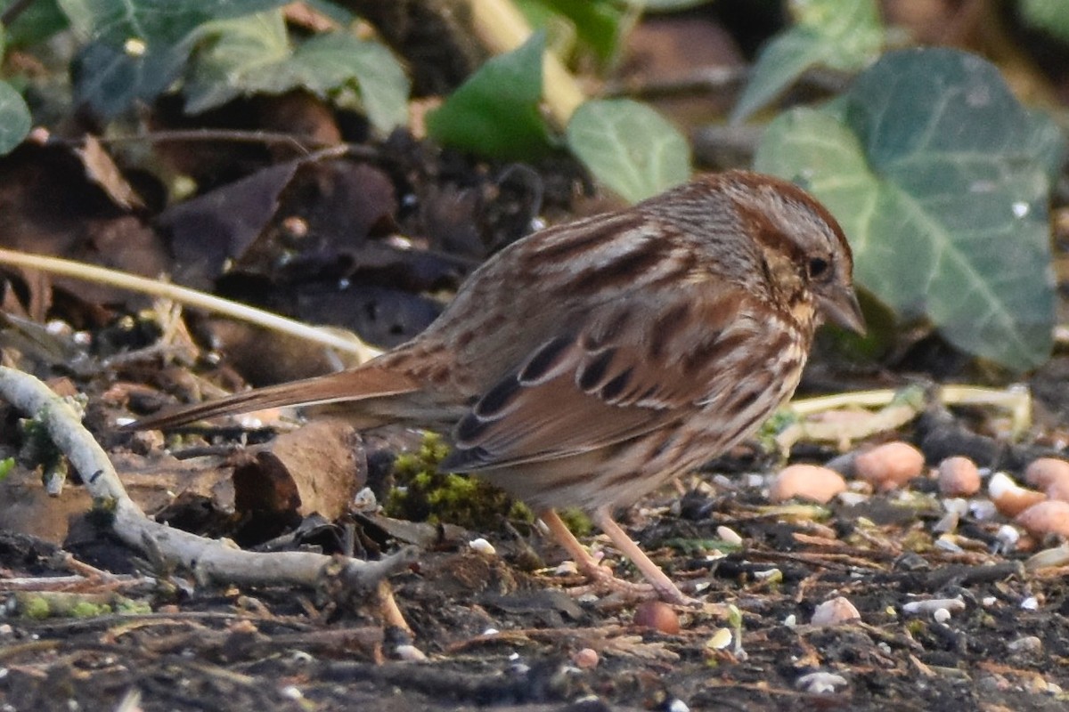 Song Sparrow - ML419344071