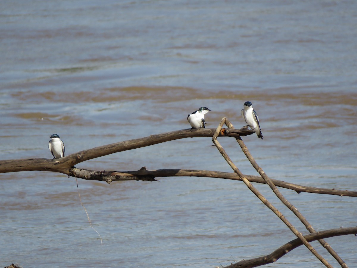 White-winged Swallow - ML419344591