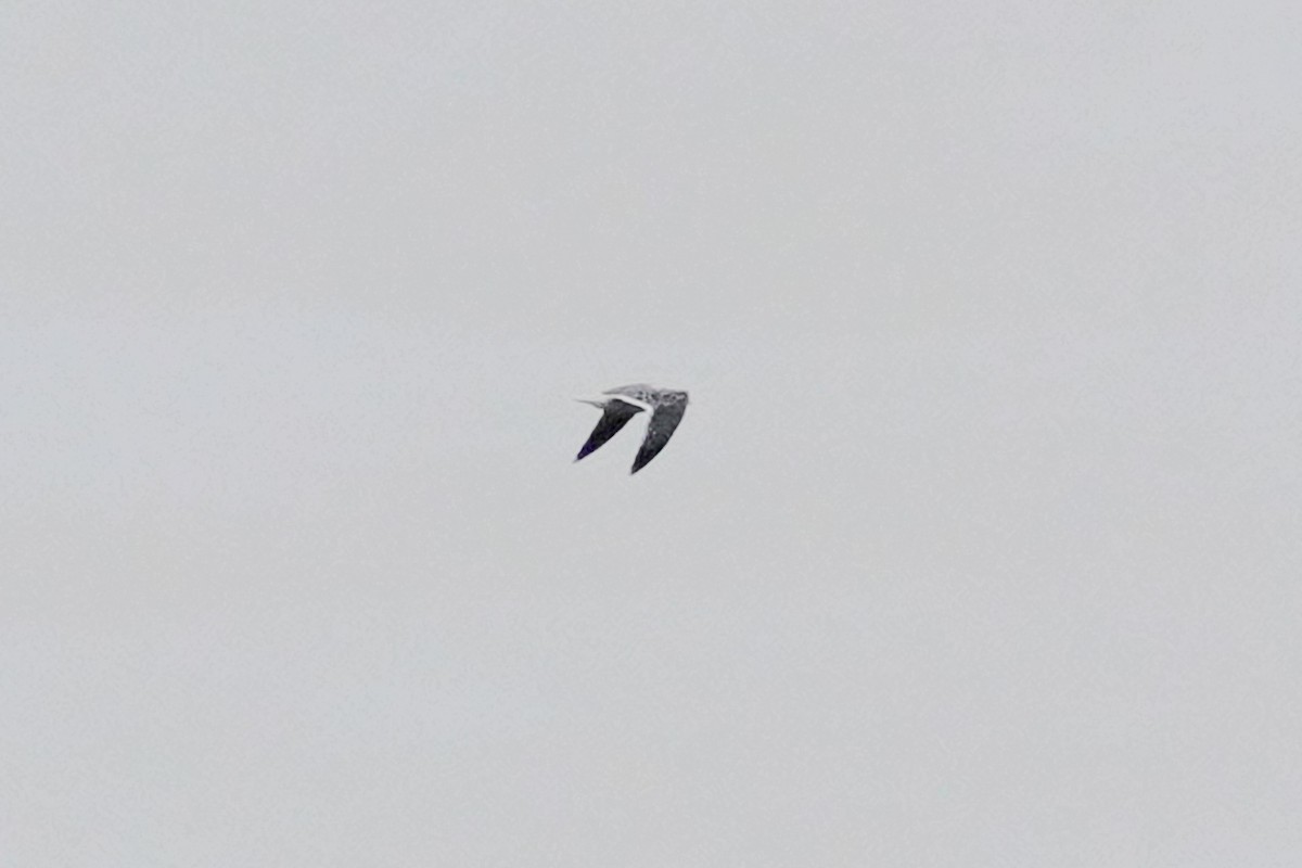 Laughing Gull - ML419344941