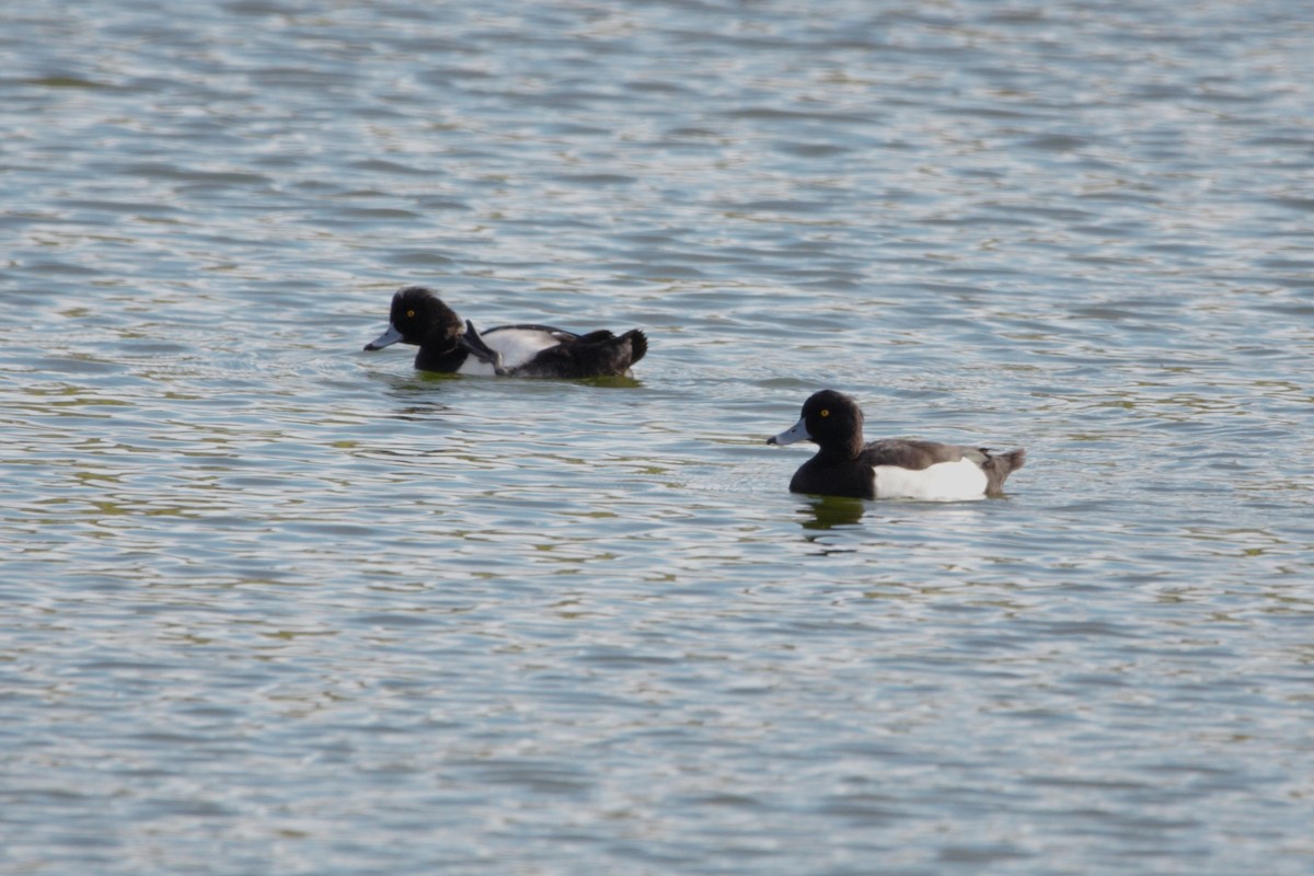 Tufted Duck - ML419344951
