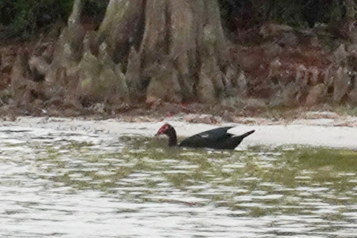 Muscovy Duck (Domestic type) - ML419344961