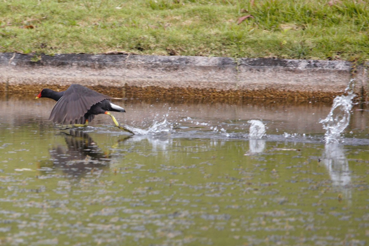 Eurasian Moorhen - Jerry Chen