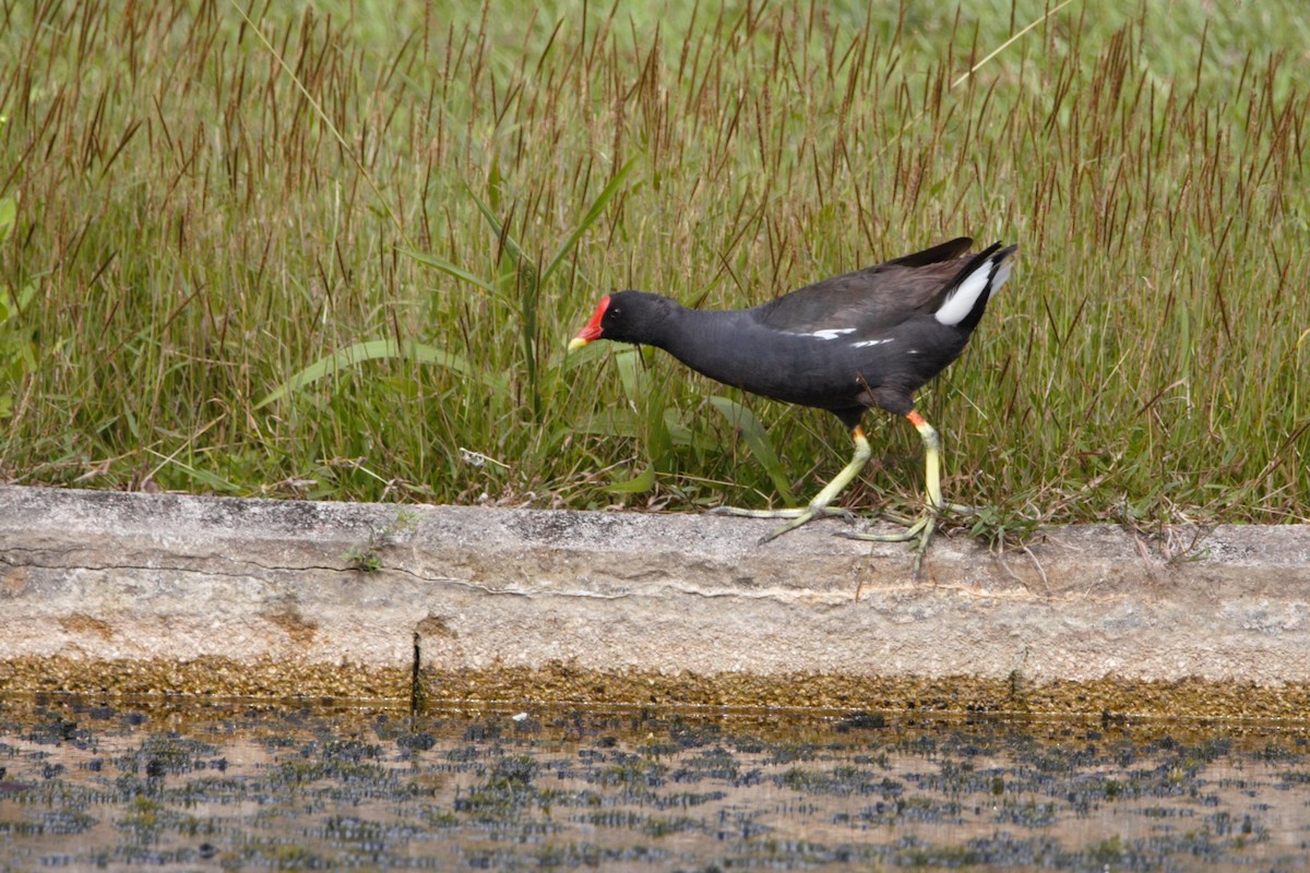 Eurasian Moorhen - ML419345051