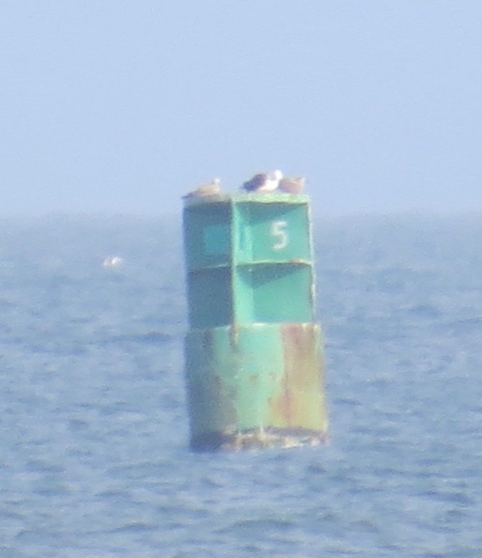 Great Black-backed Gull - ML41934671