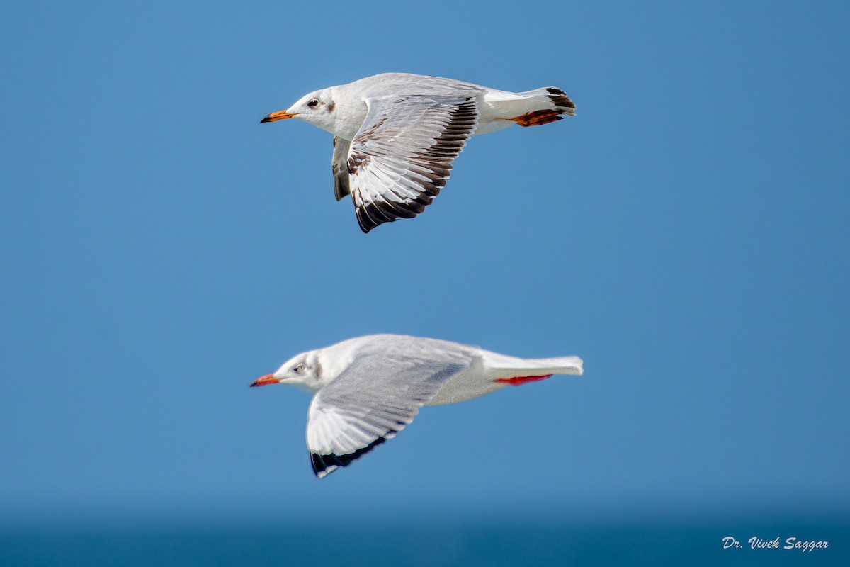 Brown-headed Gull - ML419347021