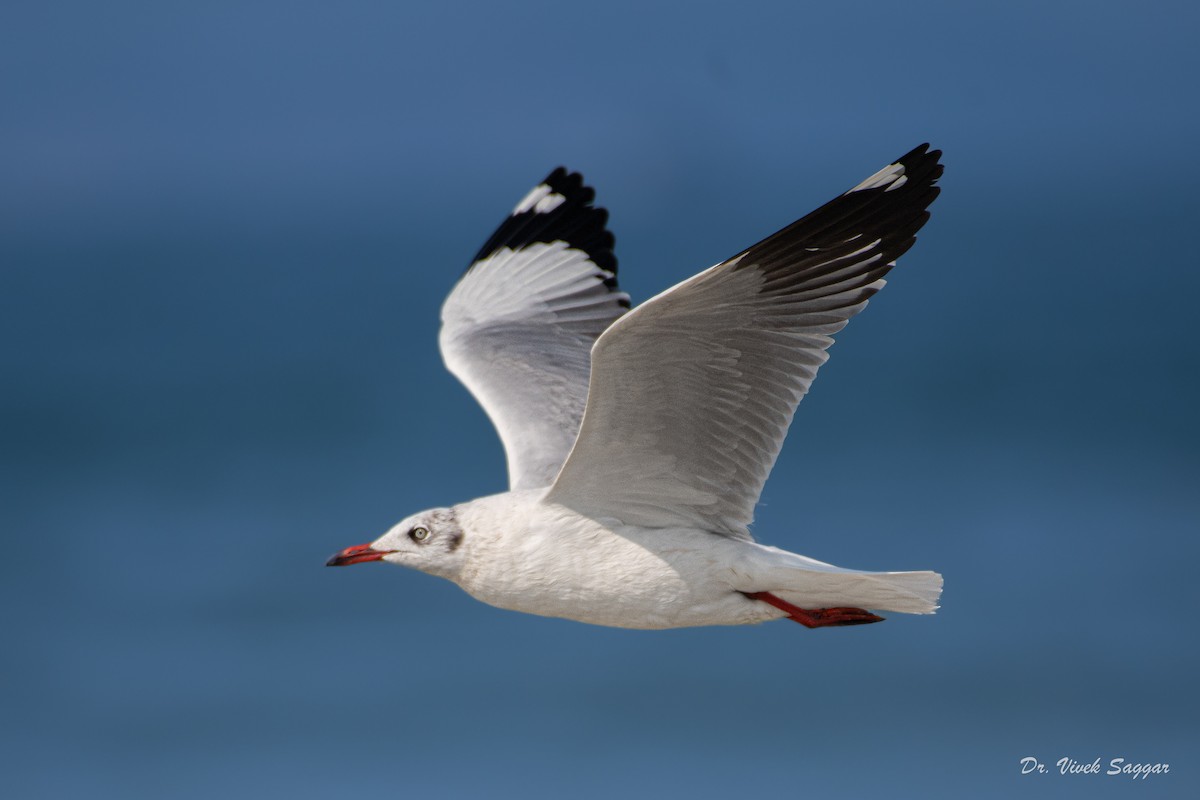 Brown-headed Gull - ML419347031