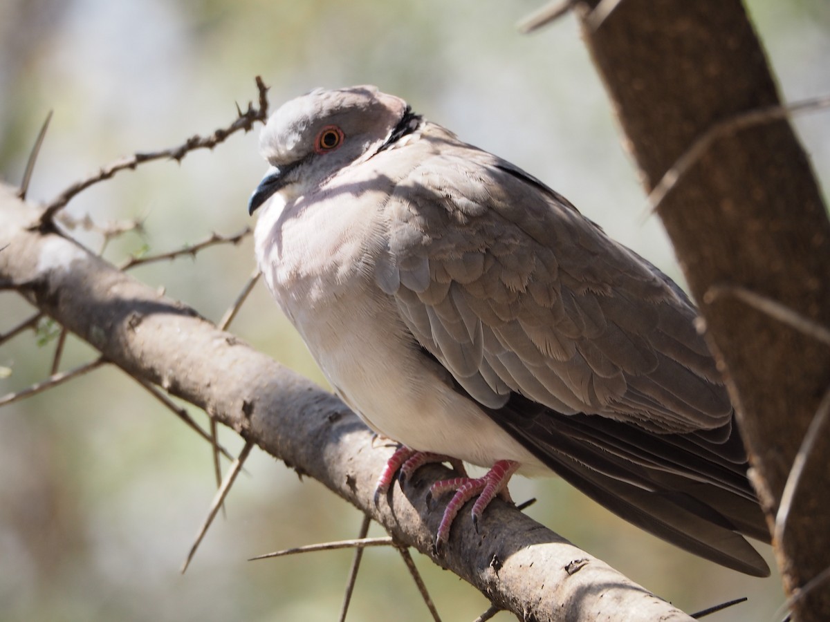 Mourning Collared-Dove - ML419347181