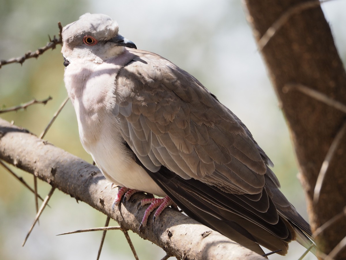 Mourning Collared-Dove - ML419347201