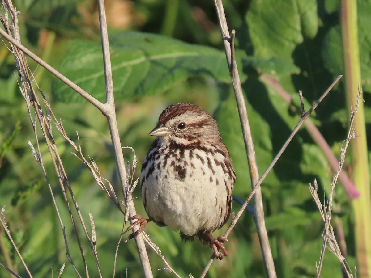 Song Sparrow - ML419348921