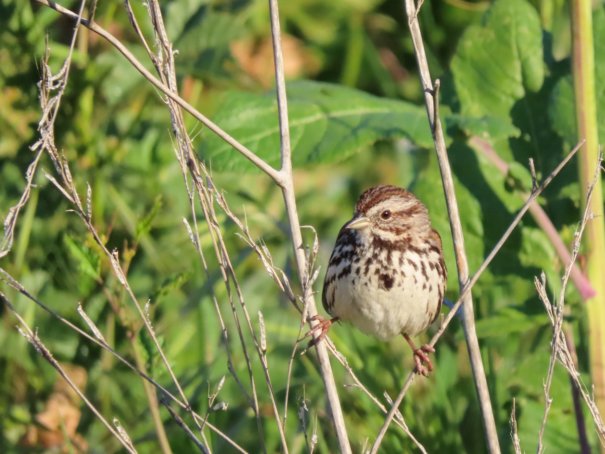 Song Sparrow - ML419348941