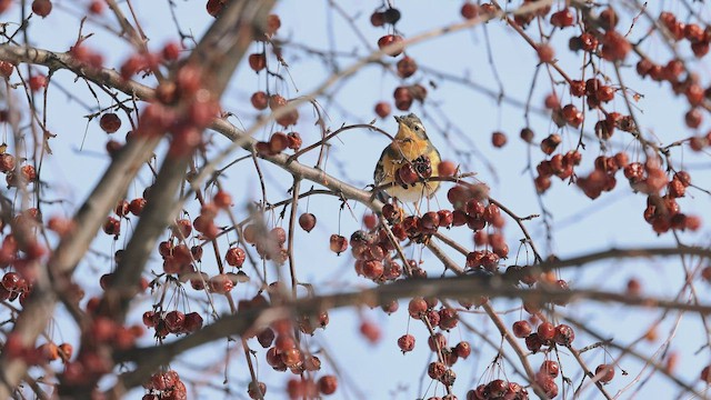 Varied Thrush - ML419349051