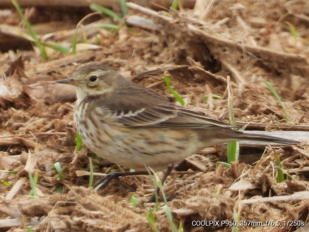 American Pipit - ML419349541