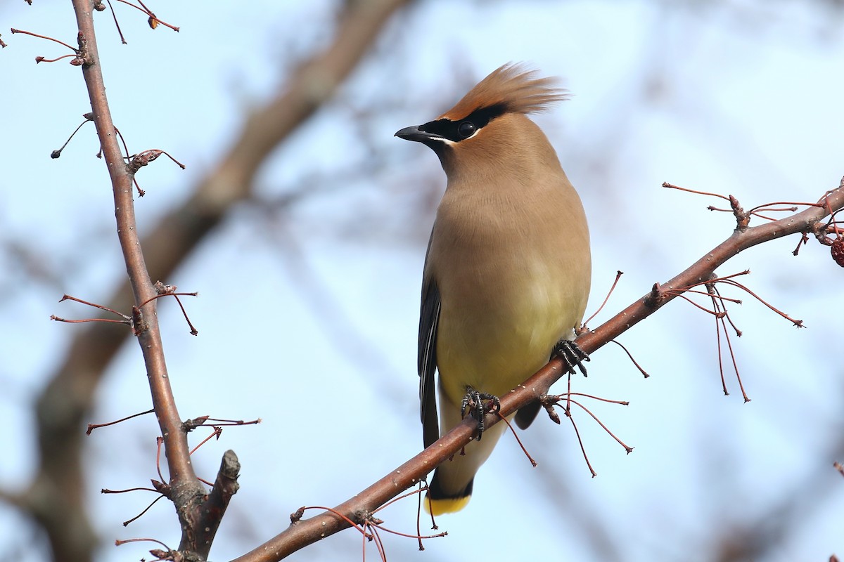 Cedar Waxwing - ML419350541