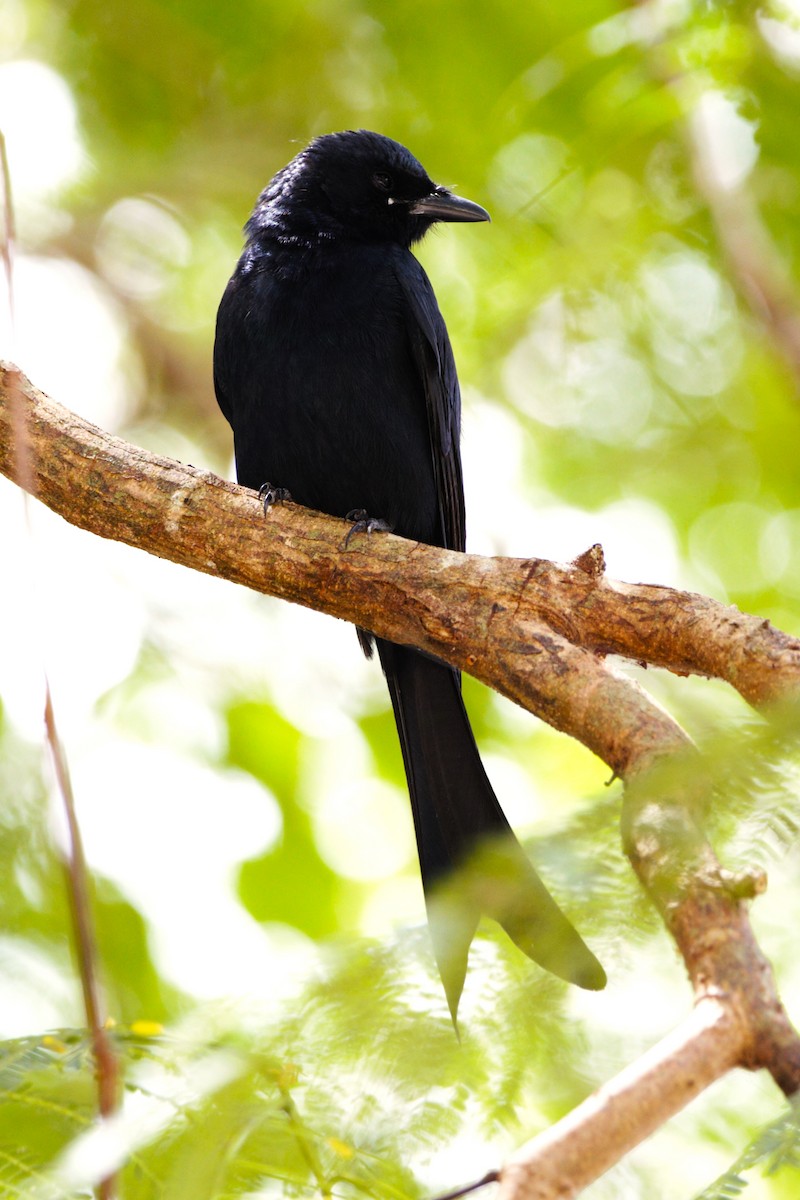 Kara Drongo - ML419351011