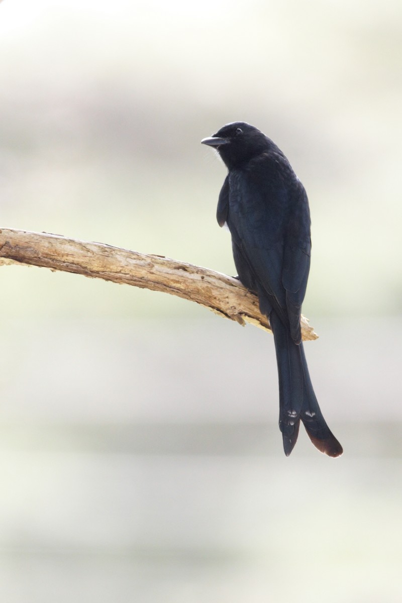 Drongo royal - ML419351391