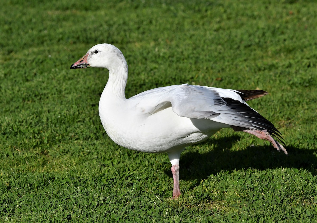 Snow Goose - Laura Hill