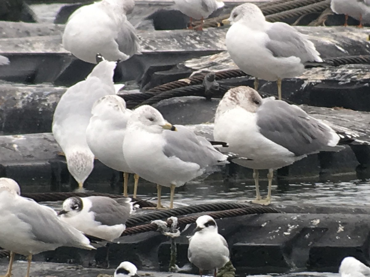 California Gull - ML41935201