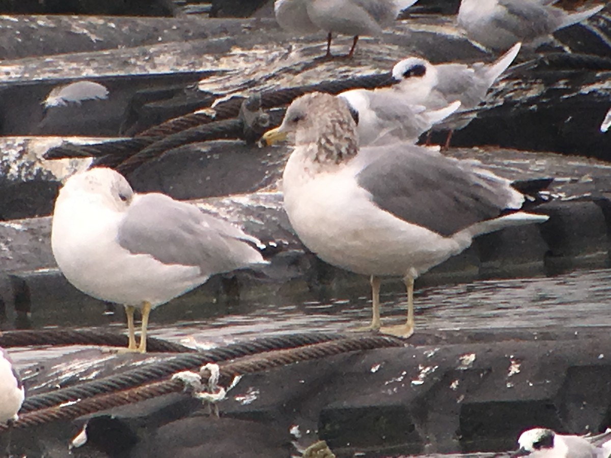 California Gull - ML41935221