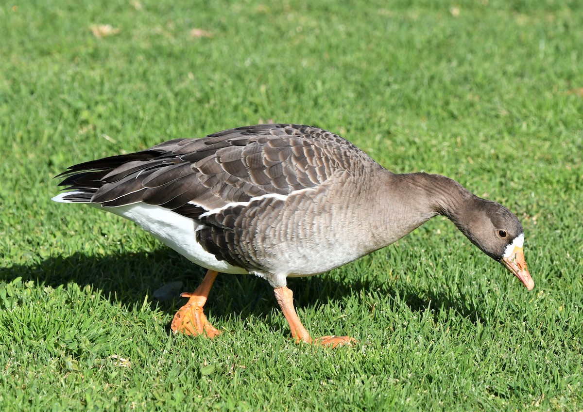 Greater White-fronted Goose - Laura Hill